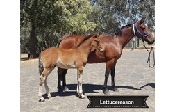 Harness Racing action