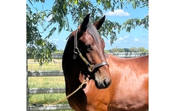 Harness Racing action