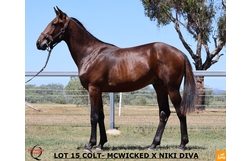 Harness Racing action