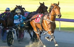 Harness Racing action