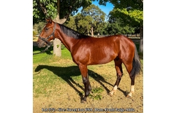 Harness Racing action