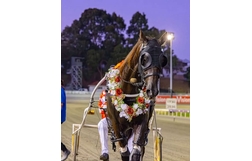 Harness Racing action