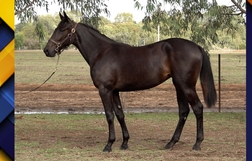 Harness Racing action