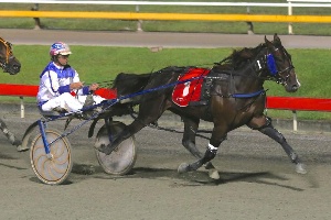 Classy; Maestro Bellini looks an excellent chance in the Gr.2 $50k QBRED Breeders Classic Final at Albion Park this Saturday night.