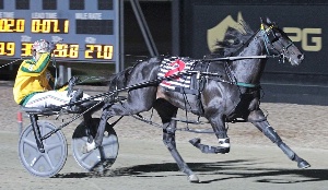 Greg Sugars salutes aboard The Storm Inside, one of five Emma Stewart trained winners last night at Melton. 