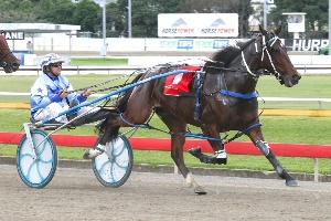 Chance: Queensland Derby winner Catcha Lefty can feature in the Hondo Grattan at Menangle on Saturday night after drawing gate 2