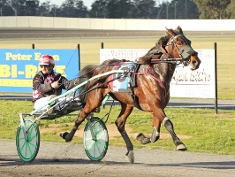 Wilmas Mate wins the Victoria Trotters Derby for driver David Butt.