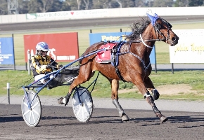 Illawong Byron takes out his Breeders Crown heat in easy fashion at Maryborough. 