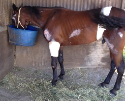 Love Ina Chevy on the mend for Lance Justice. He returns at Tabcorp Park Melton tonight.