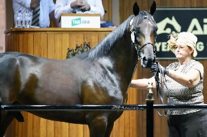ANNIE DALTON with one of the many yearlings she has prepared for the APG Sales ring - Photo JODIE HALLOWS