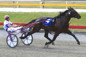 Bear In There: Qld 4yo Mattgregor has drawn gate 10 in the Gr.1 $200k Chariots Of Fire at Menangle on Saturday night