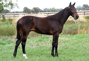 Lot 10 donated by Alabar.  Foal by Dilingent Miss/Auckland Reactor NZ
