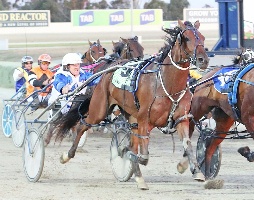 Bad Boy Brad storms home to claim the Maltese Cup. 
