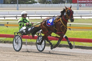 Speedy: Datsgood has a terrific chance in the Wayne Wilson Memorial Paleface Adios Classic at Albion Park this Saturday night