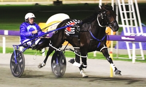 Unbeaten this preparation; Mitch Maguire will start at short odds in the Western Gateway Pace 
