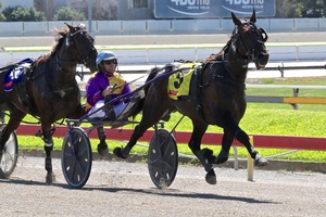 Talent: Releven Dream claimed the Albion Park trotters track record for 2138m under mobile conditions yesterday (Tuesday)