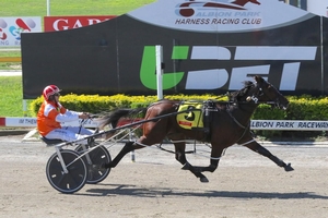 Speedy: A brilliant 1:55.2 debut from Maywyns Courage yesterday (Tuesday) at Albion Park 