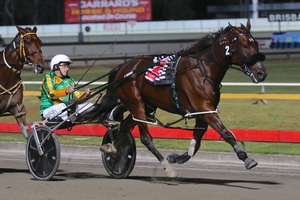 Bounce Back; Hughie Green is a leading chance in the $20,500 Flashing Red at Albion Park this Saturday night.