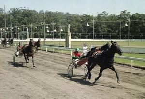 Julian Attard pictured driving Bashful Dancer to victory at Gosford on March 26, 1984. Photo courtesy of the NSWHRC.