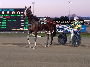 Shandance continued her Bathurst winning ways last Wednesday night with Mitch Turnbull in the sulky.