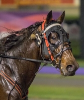 Vultan Tin - the only Australian bred starter in the 2019 WA Pacing Cup
