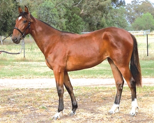One of two four white feet yearlings featured - APG Lot 200