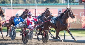 Talented pacer Ignatius is faced with a wide draw in this Saturday night's Group 2 Paleface Adios Stakes at Menangle.