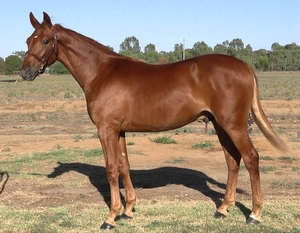 APG Australasian Premier Trotting Sale Lot 67 from Group One winning mare Elusive Charm