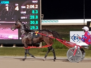 Too smooth . . . Smooth Baht was one of five winners for Steve Turnbull at the Gold Crown Paceway on Wednesday night.