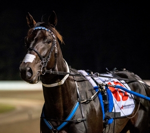 PACING great Lazarus is going to stand at stud in New South Wales in one of the most radical deals in the history of harness racing.