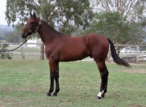 What a champion yearling prospect should look like.