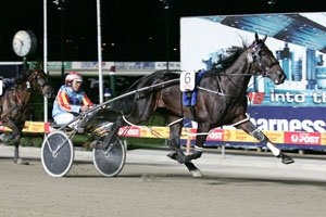 Victorian cult hero Bonavista Bay has gate one in the Golden Nugget from Gloucester Park on Friday night