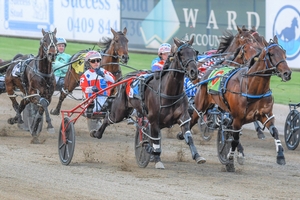 The Black Prince has been the star of Roy Roots' stable and he is racing at Tabcorp Park Menangle this Saturday night.