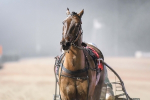 Bettor Enforce will begin her campaign towards the Ladyship Mile at Tabcorp Park Menangle tonight (Saturday).