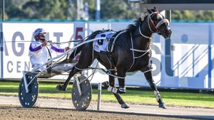 Smaltese is one of tonight's favourites in the Breeders Challenge Semi Finals at Menangle.