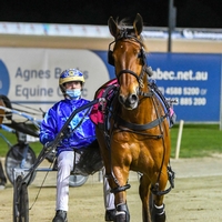 Driver Cameron Hart returning to scale with Madrid at Menangle on Saturday night.