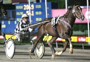 Star trotter Acacia Ridge is a past winner of the Tontine Series