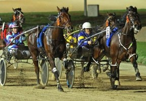 Smoken Up (right) and Melpark Major had contrasting fortunes at the barrier draw for Saturday night's Cranbourne Cup