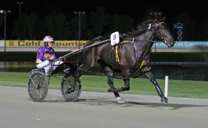 Champion: Blacks A Fake will be at Albion Park this Saturday night to lead out the field in his race