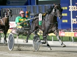 Ronald George will be looking to emulate stablemate Village of Dreams by claiming Saturday night's Nyah Pacing Cup