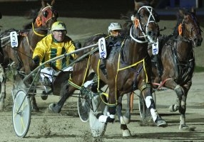 Lanercost is one of three Queensland stars competing in heats of the Alabar Victoria Derby on Friday night
