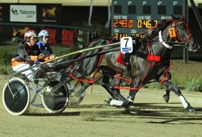 Victoria Derby heat winners Major Bronski (pictured) and Lanercost will be back in action at Tabcorp Park this Friday night
