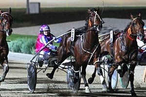 Blueblood pacer Cullen Bromac is one of several big names who'll contest a Breeders Crown repechage this Thursday
