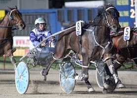 Sequoiahs Spirit is one of the many horses Daryl Douglas has driven to victory this season