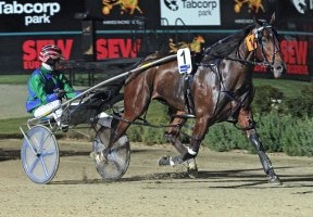 Cuttheattitude is one of two Felicity Gallagher-trained youngsters engaged in Breeders Crown semi-finals