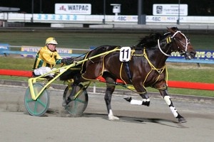 Comeback; Star pacer Lanercost is on the way back for trainer/driver Darrel Graham.