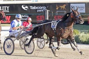 Abettorpunt should start a short priced favourite in his Vicbred Super Series semi-final for 4YO boys at Melton Friday night