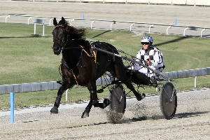 Auckland Style: Champion pacer Blacks A Fake worked stylishly in a clockwise direction at Albion Park