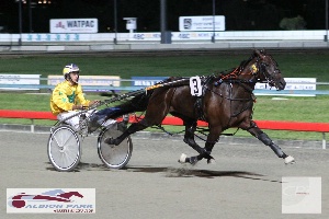 Pub Blitz driven and trained by James Wanless to contest The APHRC Seymour Charity Cup