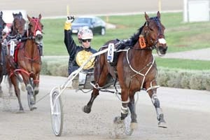 Sushi Sushi has drawn gate seven for his first Grand Circuit foray in the PETstock Ballarat Pacing Cup